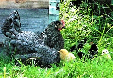 mother hen 980806 1920 - Andalusian Chicken