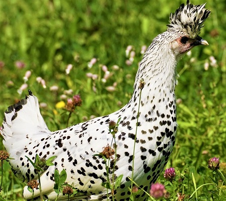 species 2648028 1280 - Appenzeller Spitzhauben Chicken