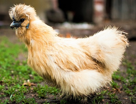 the hen 2768804 1280 - Silkie Chicken