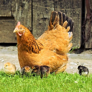 the hen 3865533 1280 - Chickens
