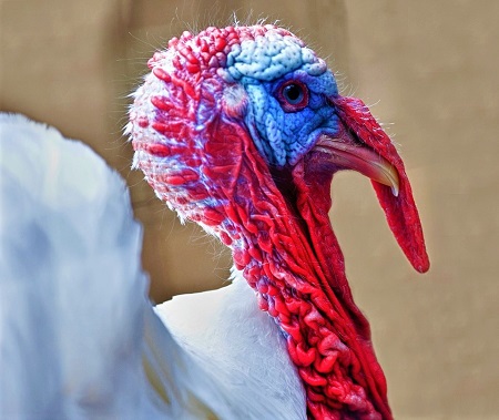 turkey 1033218 1280 - Broad Breasted White Turkey