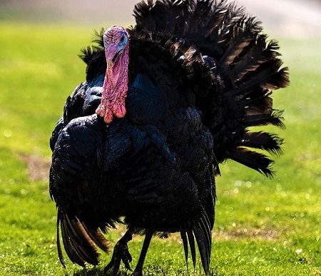 turkey 3502673 1280 1 - Norfolk Black Turkey