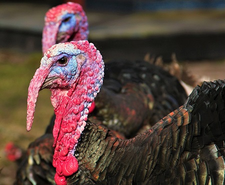 turkey 427040 1920 - Bronze Turkey