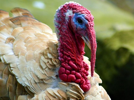 turkey 581115 1280 - Buff Turkey