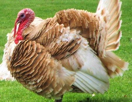 turkey 72771 - Buff Turkey