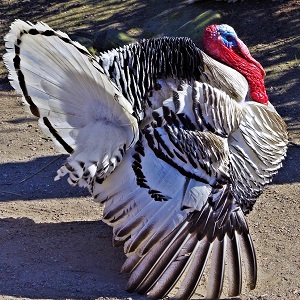 turkey 740119 1280 - Turkeys