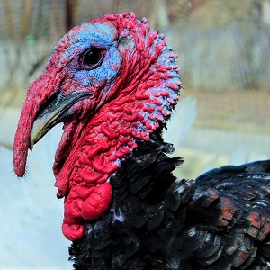 turkey bird 882821 1280 - Turkeys