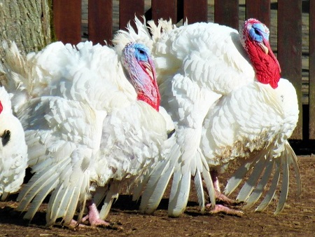 turkeys 262355 1280 - Broad Breasted White Turkey