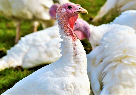turkeys 2847742 1280 - Broad Breasted White Turkey