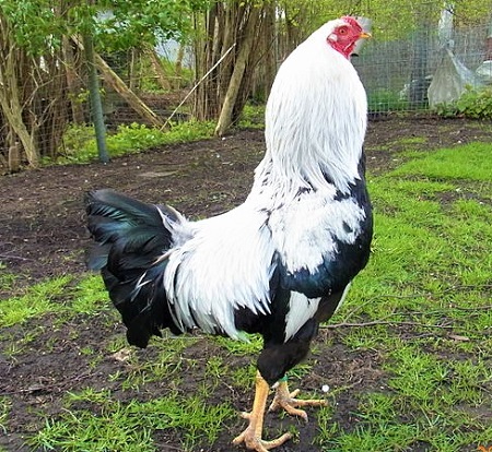 1 1 - Kraienkopp Chicken