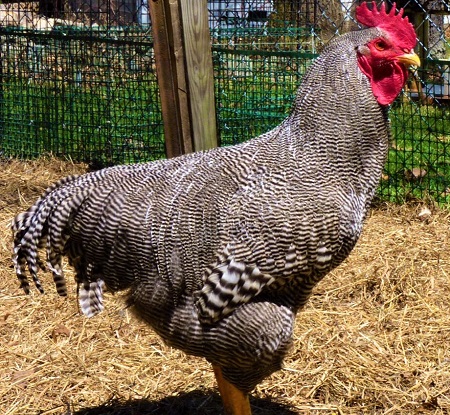 1 4 - Plymouth Rock Chicken