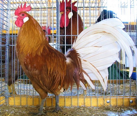 1 - Frisian Chicken