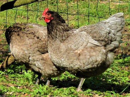 10 1 - Australorp Chicken