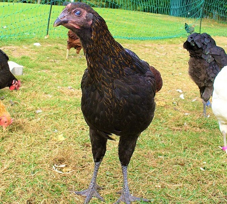 1024px Junge Henne braunbrüstig frontal - German Langshan Chicken