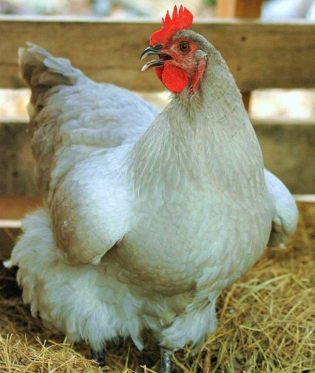 1024px Lavender orpington lilac 1 - Orpington Chicken