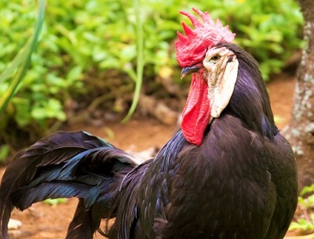 234843861 89d42600c8 b - White-Faced Black Spanish Chicken