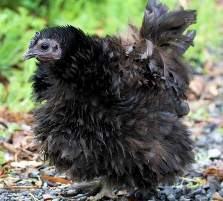 3946484051 98c1027d4a o - Frizzle Chicken