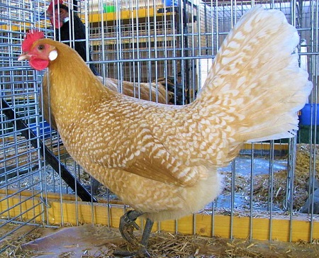 4 - Frisian Chicken