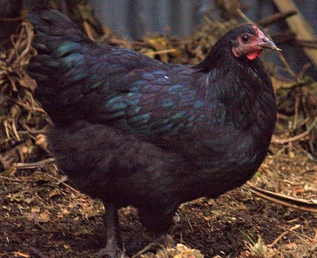 6 - Croad Langshan Chicken