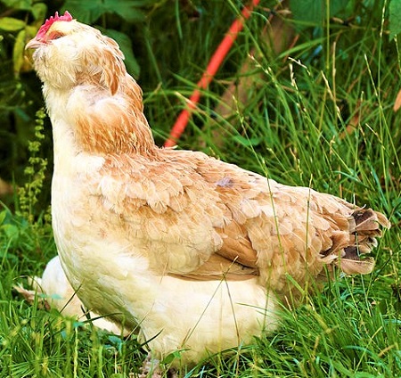 600px Gallus gallus domesticus LC0262 - Faverolles Chicken