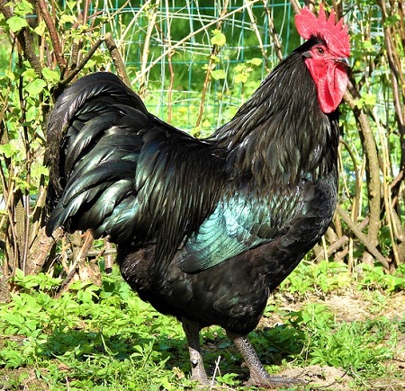 8 2 - Australorp Chicken
