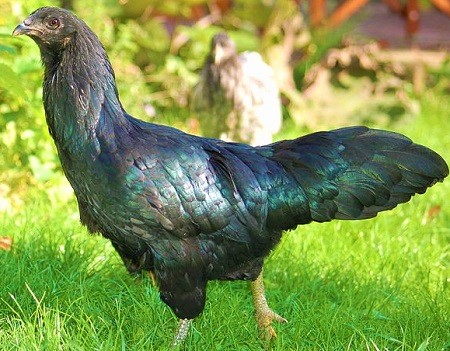 800px Zwarte sumatrahoen - Sumatra Chicken