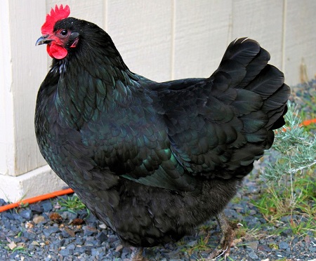 9 - Australorp Chicken