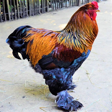 A multi colored Brahma rooster - Brahma Chicken