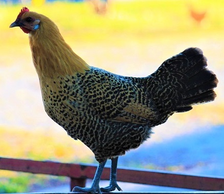 Golden Campine Hen 1 - Campine Chicken