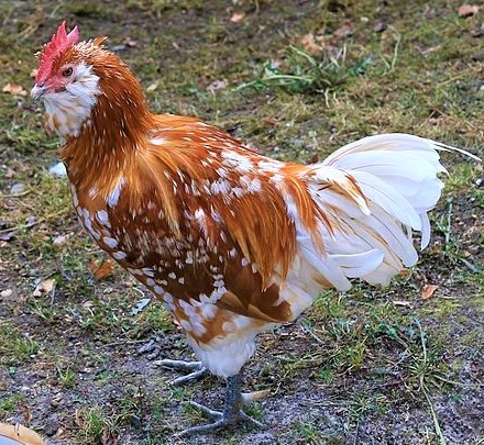 Huhn Zoo Hoyerswerda 1 - Thüringian Chicken