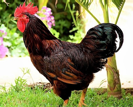 Rhode Island Red Rooster - Rhode Island Red Chicken