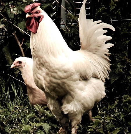 Rhose Island White Chickens - Rhode Island White Chicken