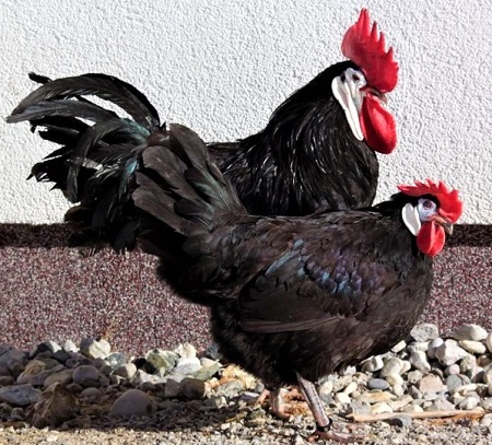 Spanierhuhn - White-Faced Black Spanish Chicken