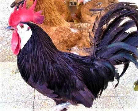 White faced black spanish - White-Faced Black Spanish Chicken