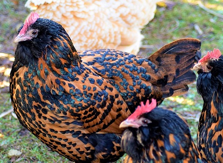 chicken 1850570 1280 - Thüringian Chicken