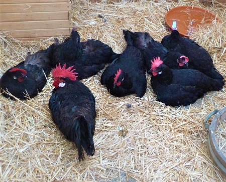 1 4 - Castellana Negra‎ Chicken