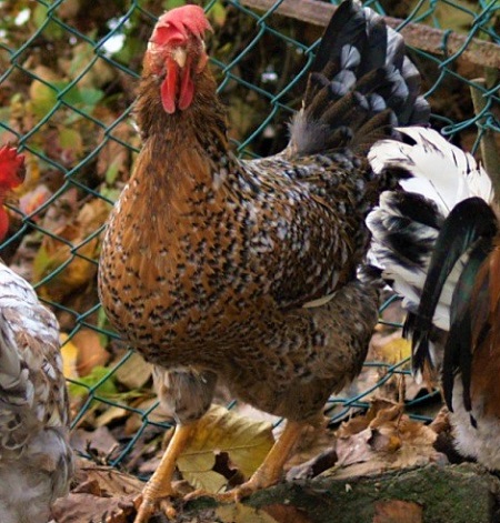 1 5 - Millefiori di Lonigo Chicken
