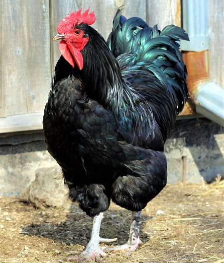 jersey giant hen size