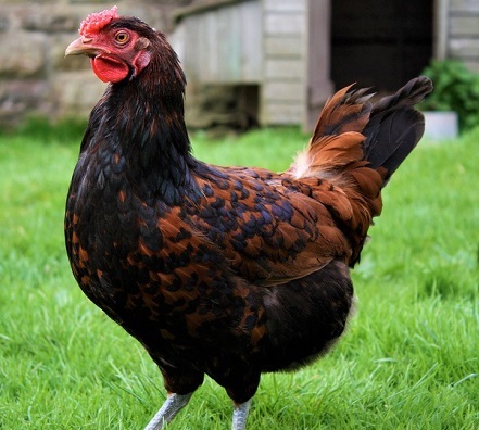 11 1 - Derbyshire Redcap Chicken