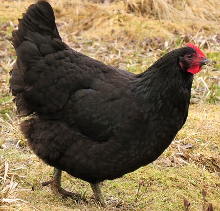 11 - Jersey Giant Chicken