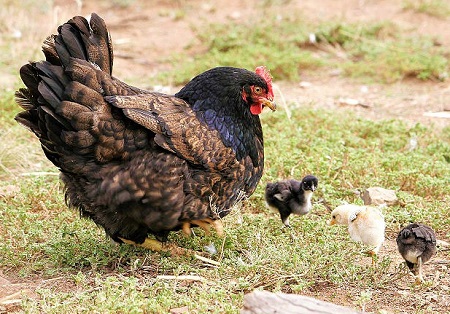 13 - Barnevelder Chicken