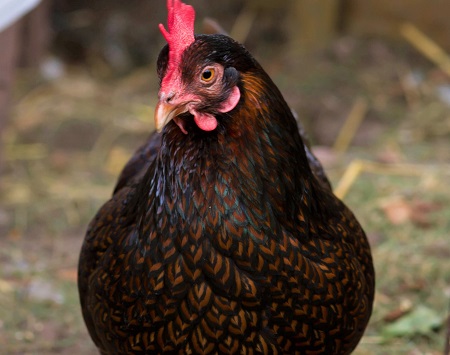 14 - Barnevelder Chicken