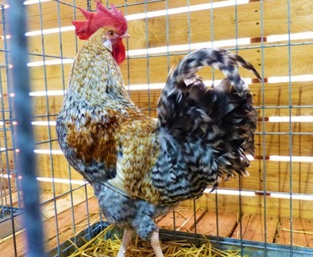 19 - Penedesenca Chicken