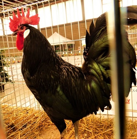 2 5 - Castellana Negra‎ Chicken