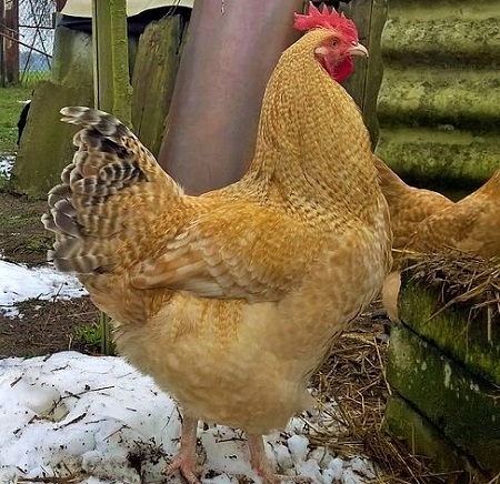 2 - Niederrheiner Chicken