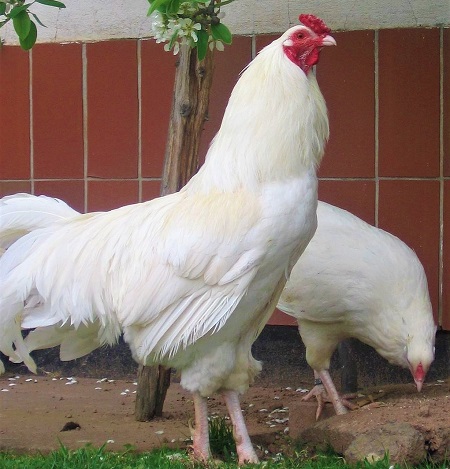 5 6 - Cubalaya Chicken