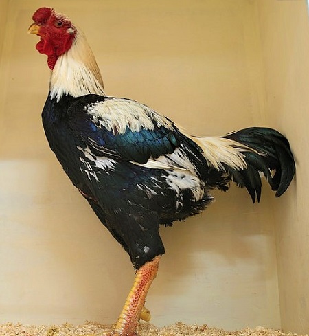 6 2 - Malay Chicken
