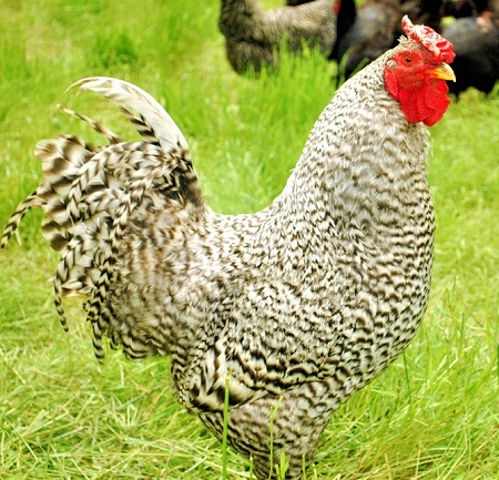 6 - Dominique Chicken