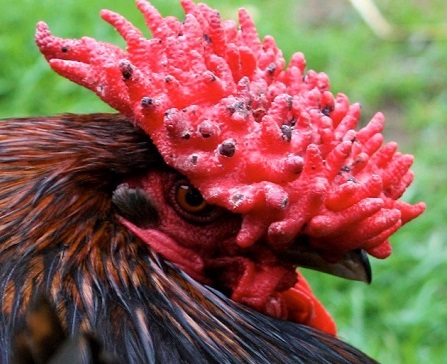 8 2 - Derbyshire Redcap Chicken