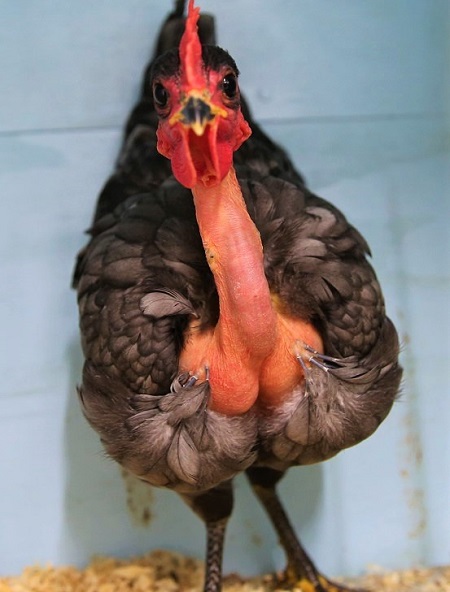 9 1 - Naked Neck Chicken